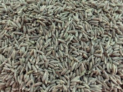 You are currently viewing What is cumin seed?